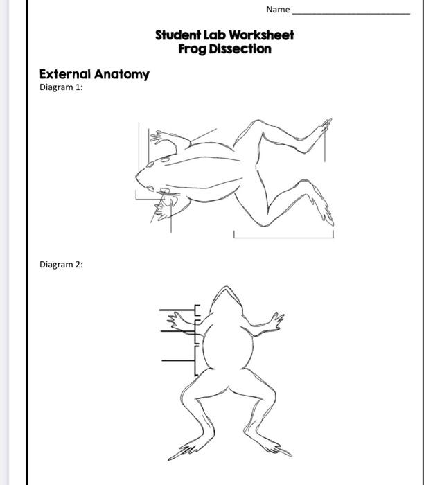 frog dissection worksheet
