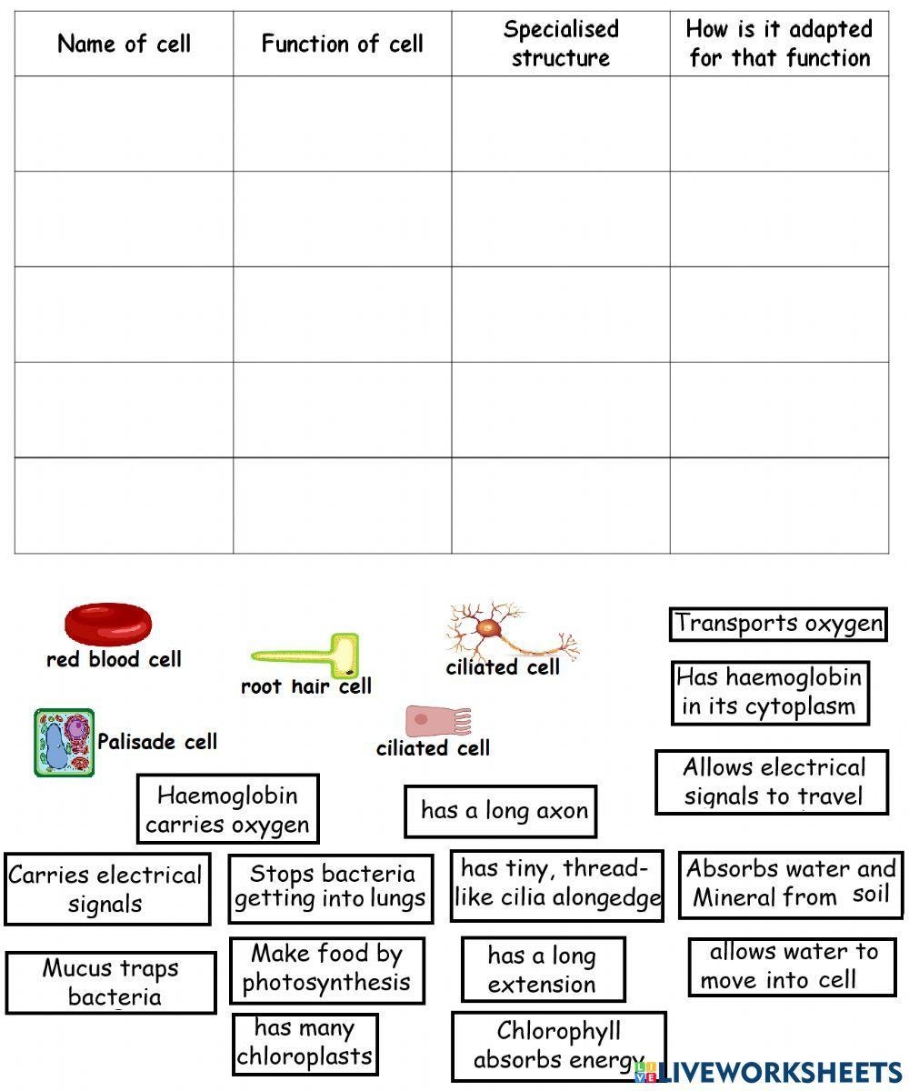 Specialised Cells Activity Live Worksheets Worksheets Library
