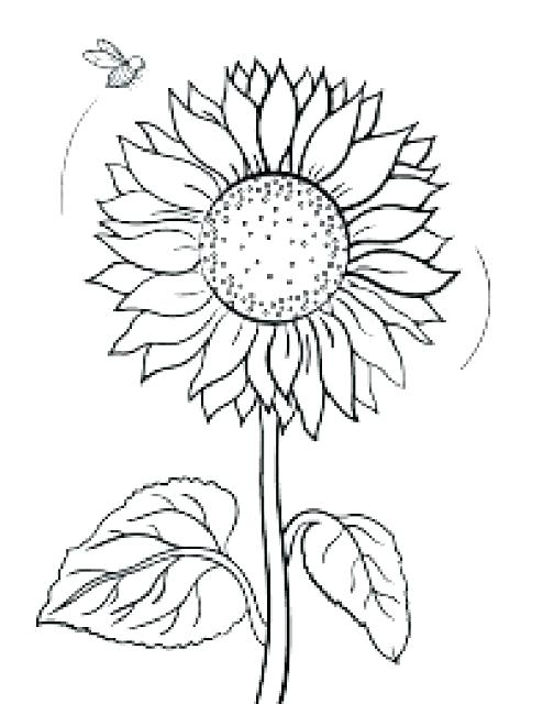 Sunflower Coloring Book Pages Coloring Pages