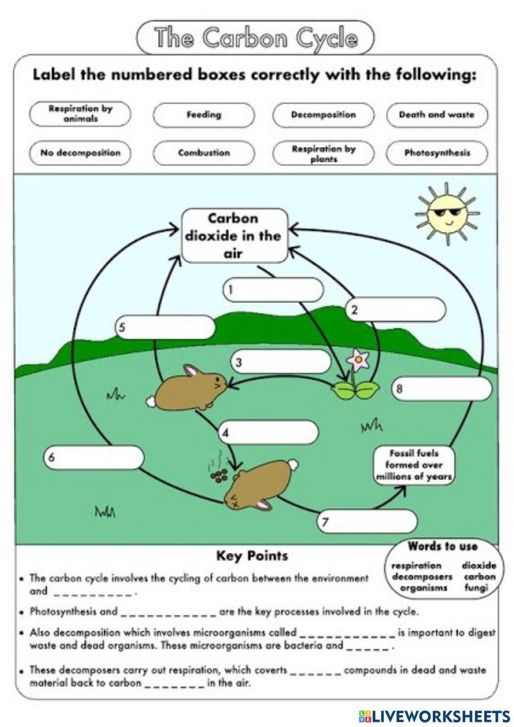 The Carbon Cycle ScienceB Live Worksheets Worksheets Library