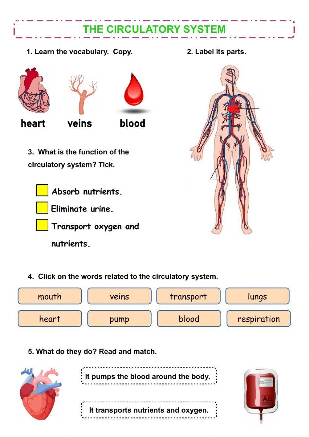 The Circulatory System Online Worksheet Live Worksheets Worksheets 