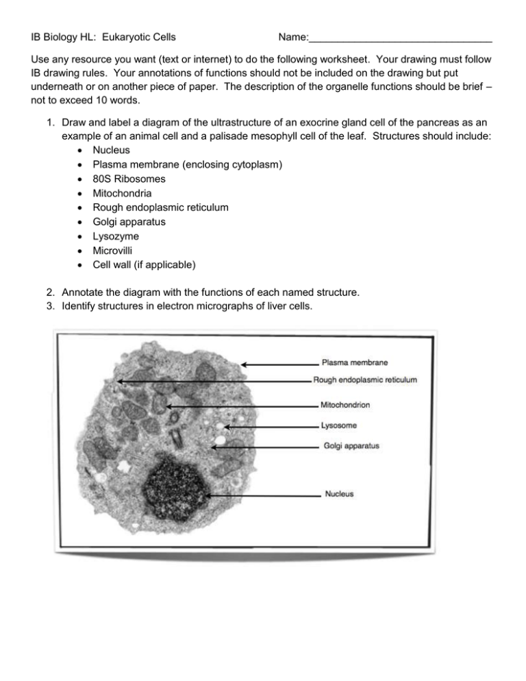the eukaryotic cell cycle and cancer worksheet answers