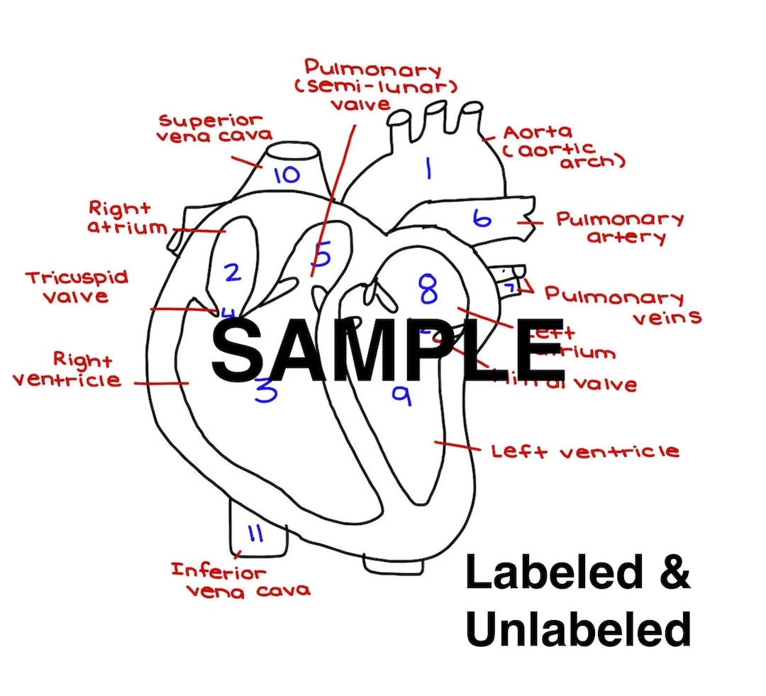 The Heart Diagram Labeled And Unlabeled Worksheets Heart Study 