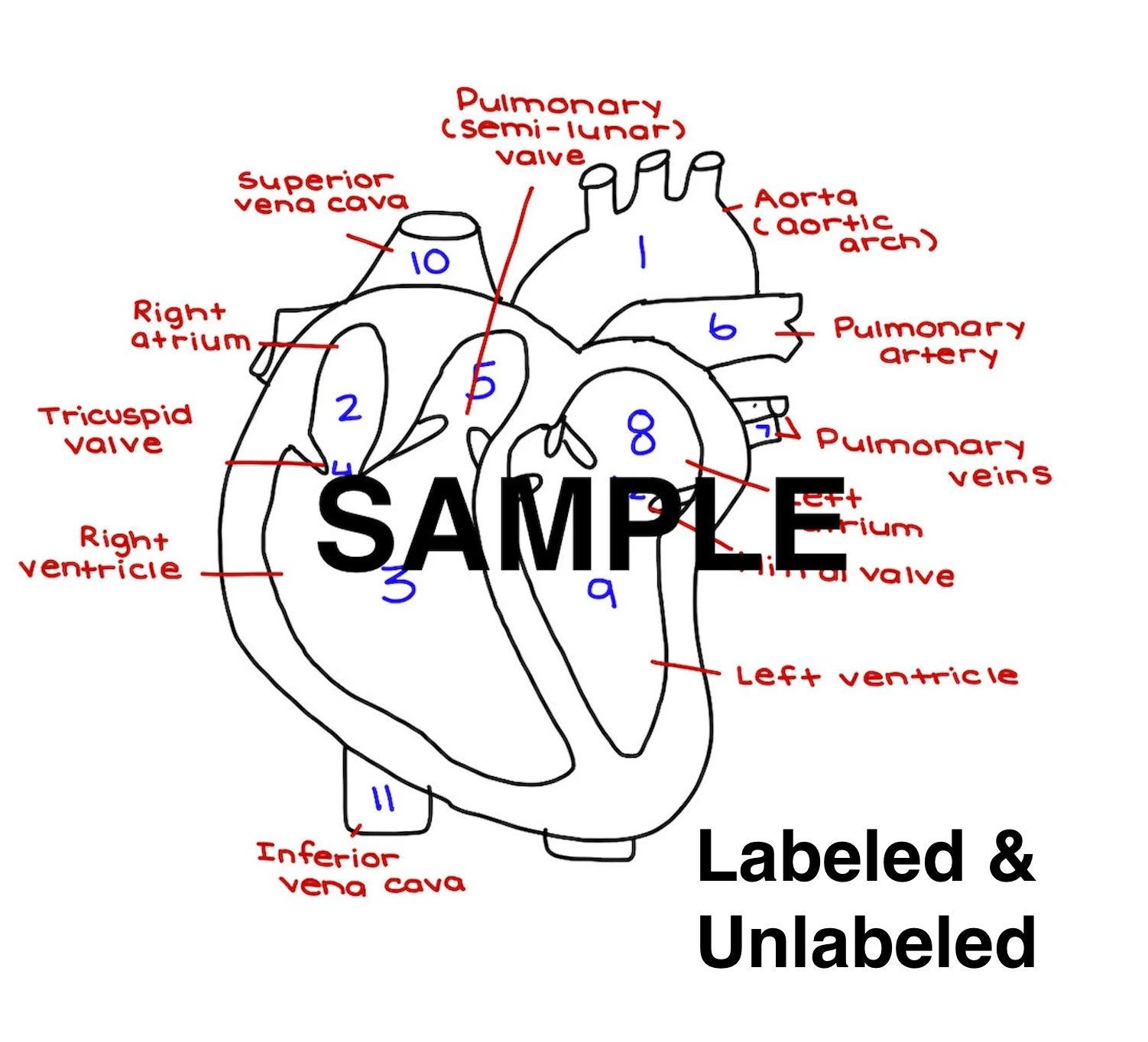 The Heart Diagram Labeled And Unlabeled Worksheets Heart Study