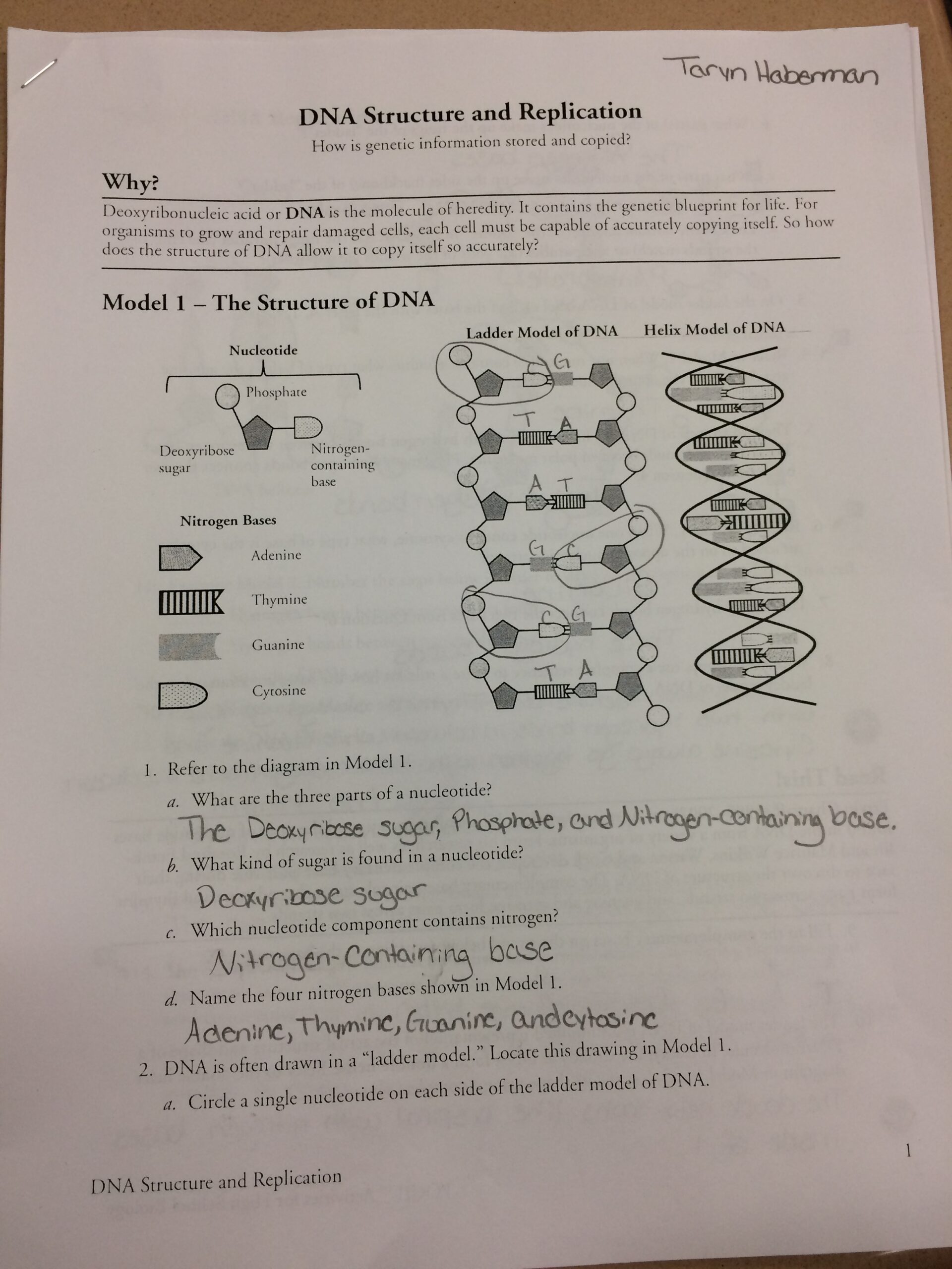 The Structure Of DNA Worksheet Printable And Distance Learning 