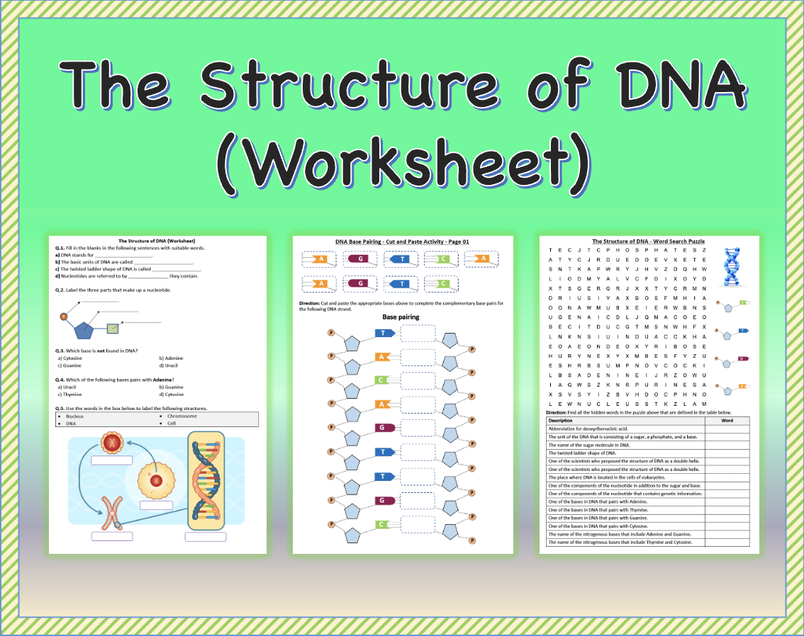 worksheet on dna structure
