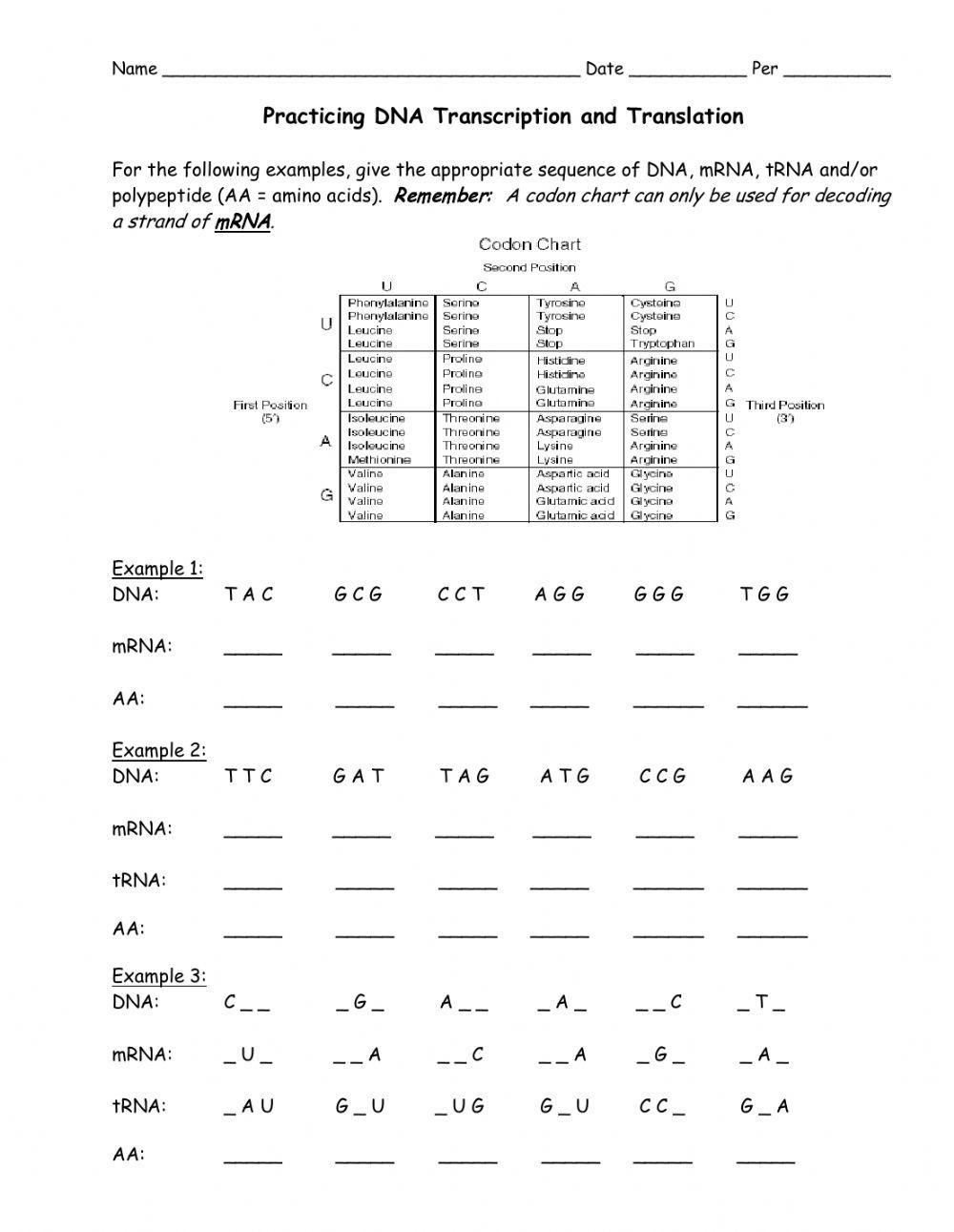 transcription and translation biology worksheet