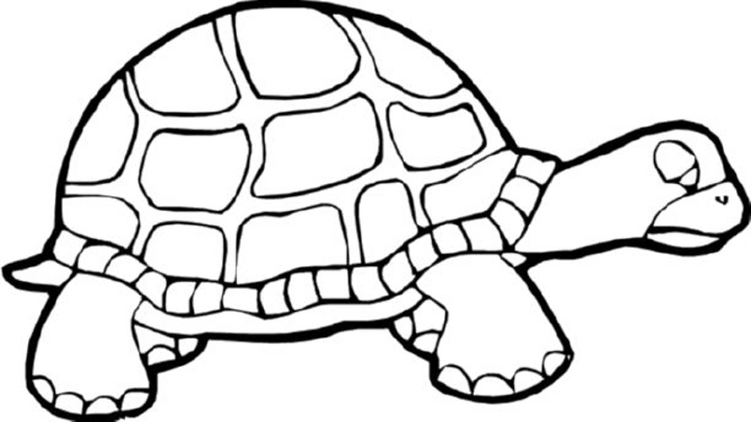 free printable turtle coloring pages