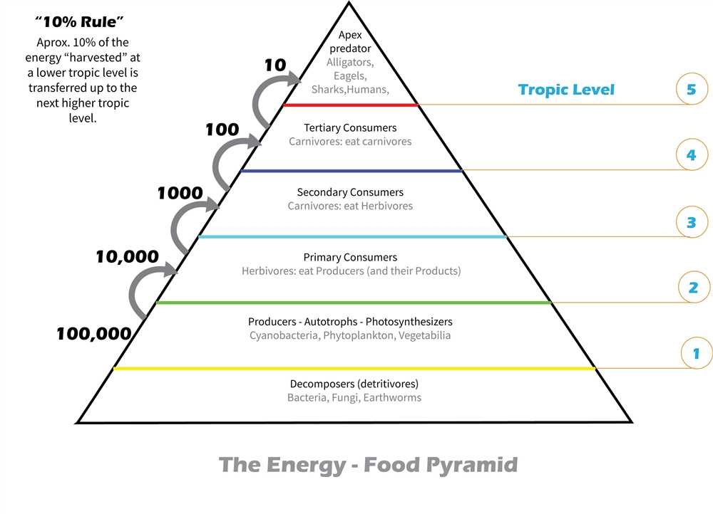 Understanding Food Webs And Energy Pyramids Unlocking The Answer Key
