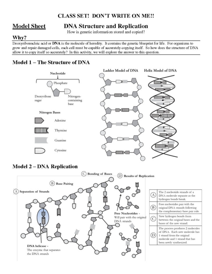 dna worksheet dna structure