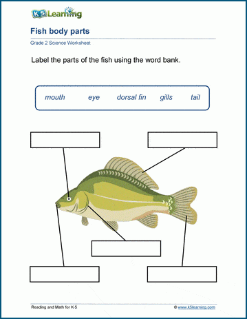Worksheets Science Grade 2 Scienceworksheets